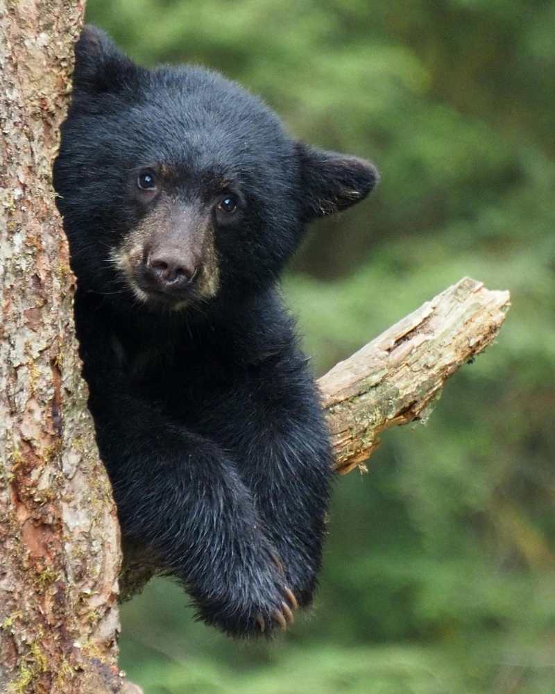 Iconic Canada Alaska